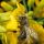 Odor de óleo diesel prejudica sinais olfativos das abelhas