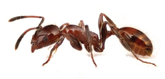 A formiga Monomorium antarcticum, nativa da Nova Zelândia, vem sendo atacada pelas ferozes formigas-argentinas (Linepithema humile, foto), crescentemente agressivas graças a um inseticida comum, sugerem os pesquisadores. Foto: George Novak 